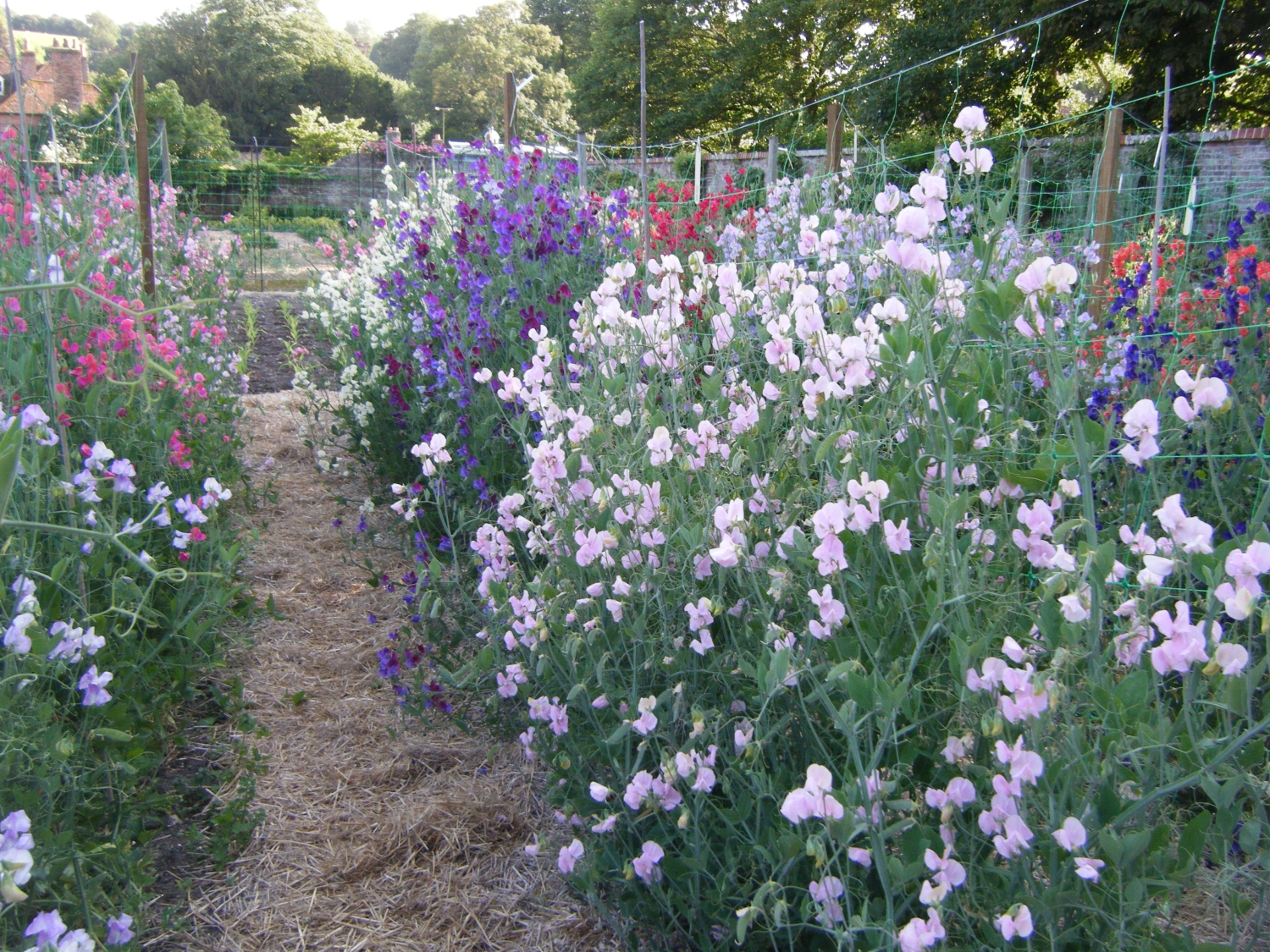 Bramdean House, Alresford, Hampshire, SO24 0JU - National Garden Scheme